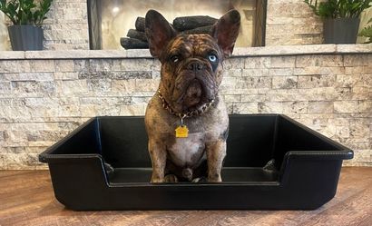 Piggy Poo and Crew X-Large Heavy Duty Pet Litter Box – Great Condition!