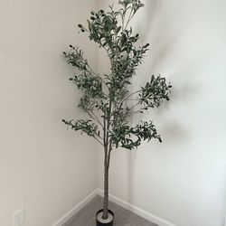 Olive plastic plant