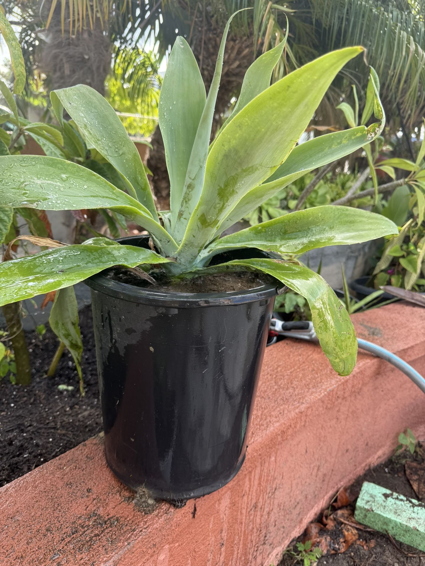 PLANT