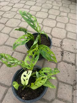 Variegated monstera Swiss cheese 15$ each