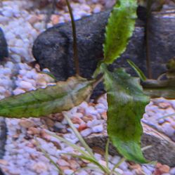 Cryptocoryne Wentii Green $5