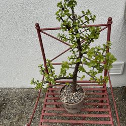 Jade Plant 🪴 On Clay Pot