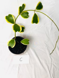 Hoya kerii outer variegated