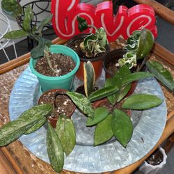 Lots Of Hoyas For Sale