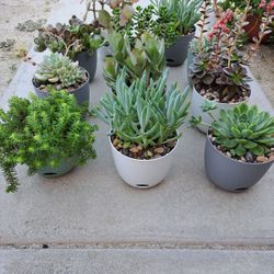 Succulents In Self-Watering Pots 