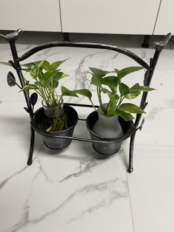 2 Pothos Plants In Planter