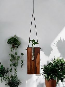 Propagation Plant Decor Christmas