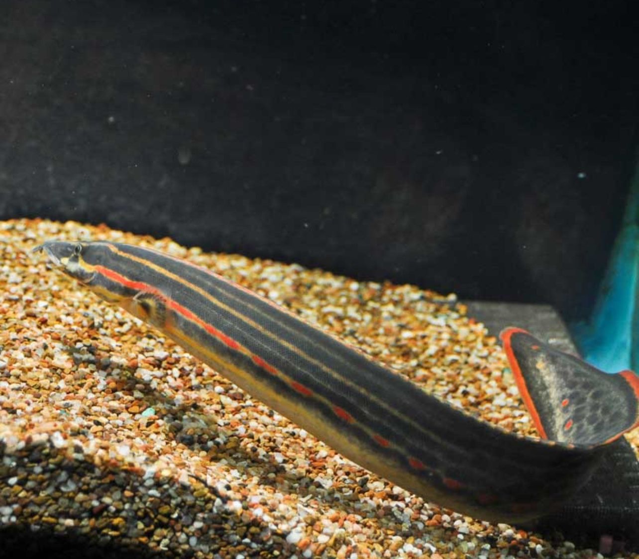 Fire Eel