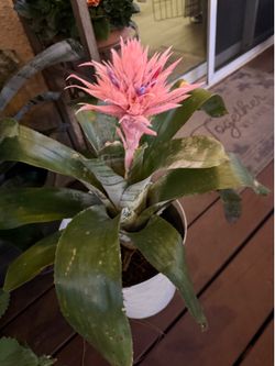 Bromeliad aechmea fasciata blooming