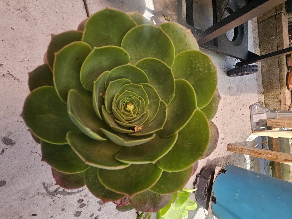 Huge Succulent With Multiple Babies 