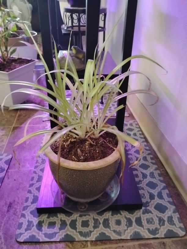 Plant