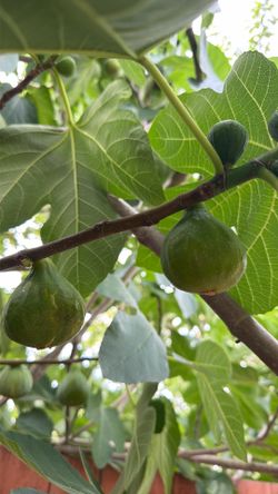 Fresh Organic Figs!