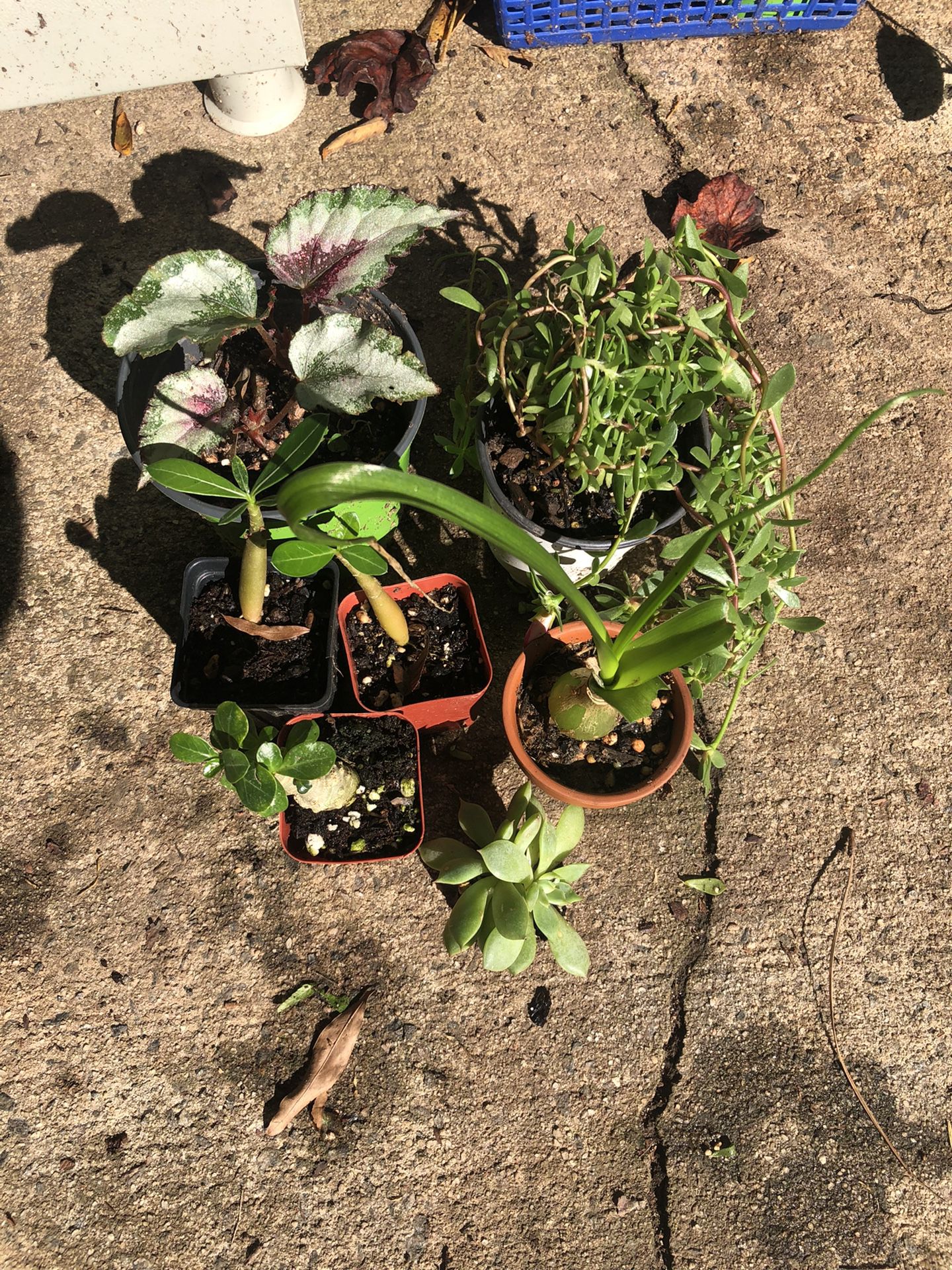 Live Plants $20.00 For All