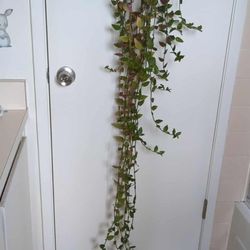 Tradescunta Rare Nanour plants (long)