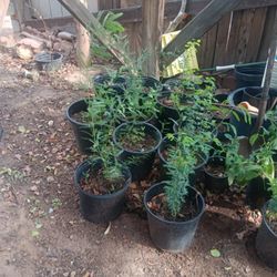 Mesquites Y Guamuchil [Pinsanes] For Sale 