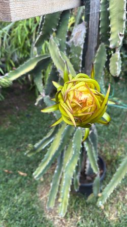 Dragon Fruit African