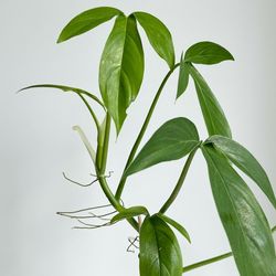 Rare Aroid Philodendron Tripartitum Plant/ Indoor Plant/ House Plant Flower Patio Gardeneae