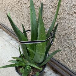 Aloe Vera Plants 🪴 