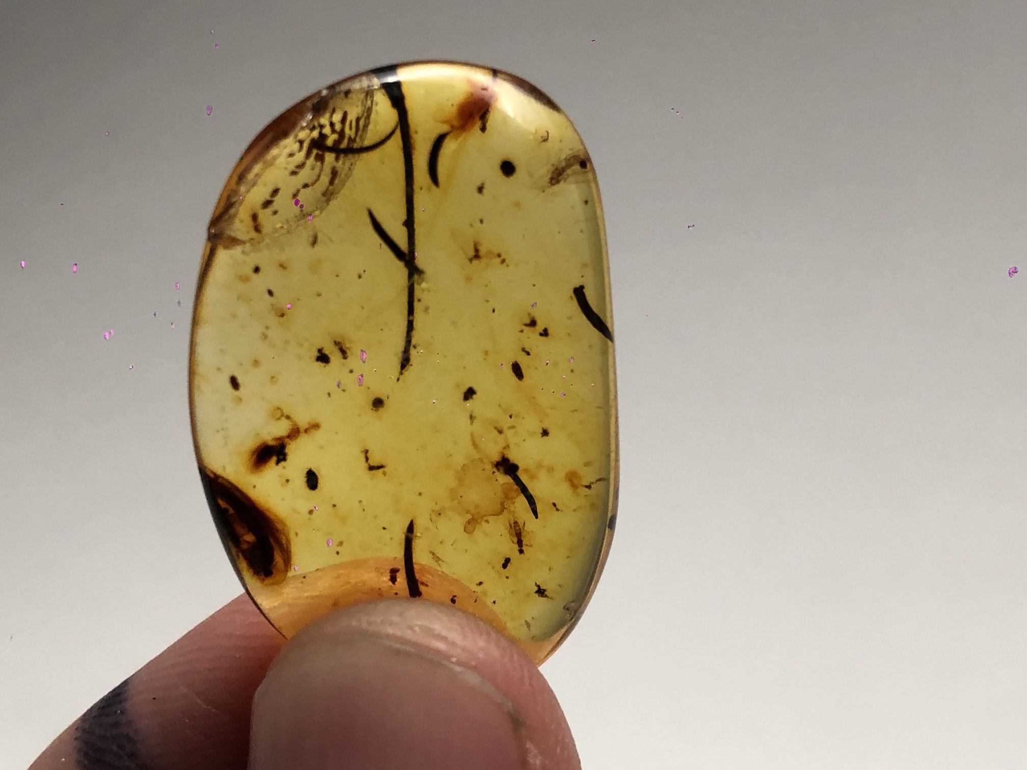 Fine Polished Columbian Amber with Two Insects and Ancient Organic Matter - Repaired