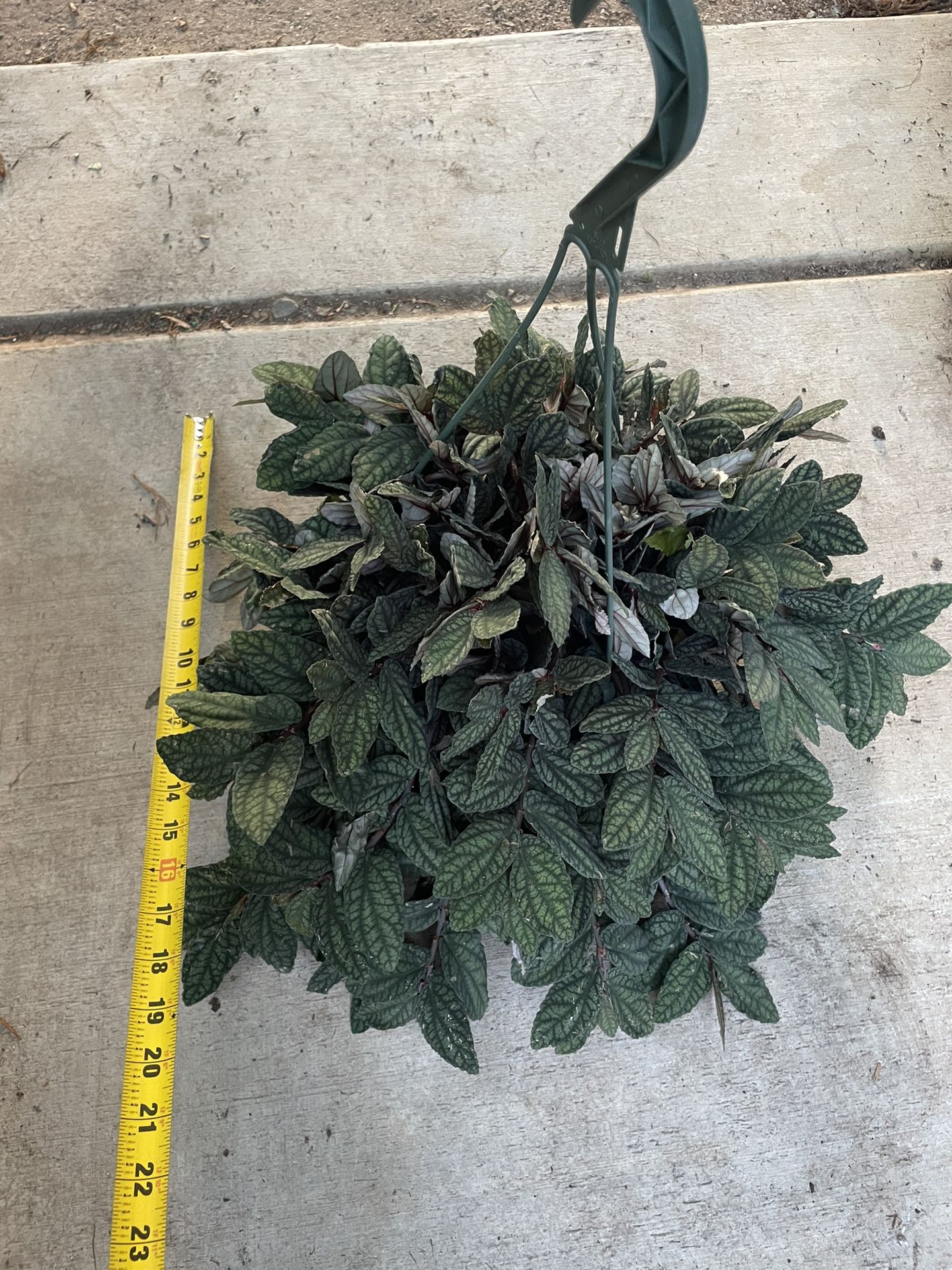 8” pot super healthy indoor plant; big/full/lush watermelon begonia,exact plant, now$40/was$60 95820