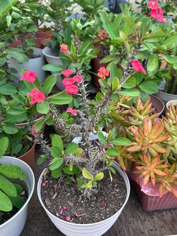 Planta Corona de cristo
