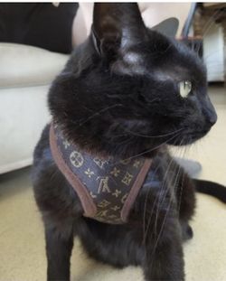 Dog Harness Lovely Dog / Cat (varies size ) Harness Bad and Boujee Apparel for Pets ( Dog not included ( model only)