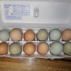 Pre Filled Egg Cartons