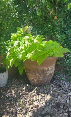 Out door plant