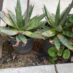 Large Live Aloe Vera Plants