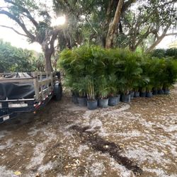 Arecas 15 Galones 5 - 6 ft 