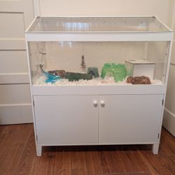Two Gerbils With A Lovely Large Enclosure 