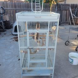 Bird Cage 