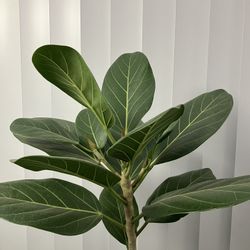 Rubber Plant (Ficus Elastica) - 2 Ft 9 InTall - Healthy Indoor Plant
