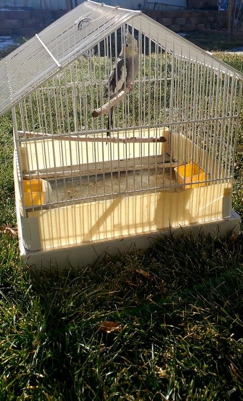 Bird Cage 🐦 