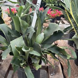 Staghorn Fern - 3gl
