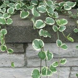 Vinca Vine, Live Plant 