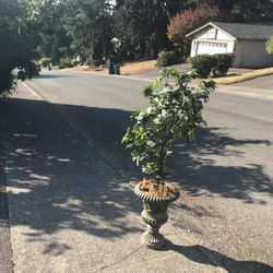 Artificial 5’ Tall Home Design Staging Plant Tree like New 