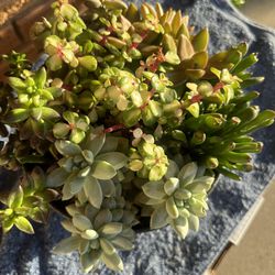 Variety Of Succulents