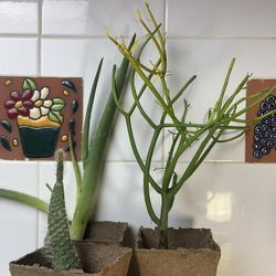 Plants And Tools 35ave/Glendale