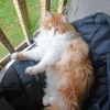 Bobo Baggins