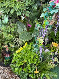 Huge Private Plant Sale for 1 Day Only August 1, 2026