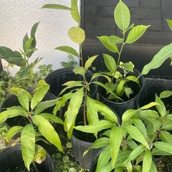 Plants   Mango  Avocado  Jackfruit   $15 Each! 