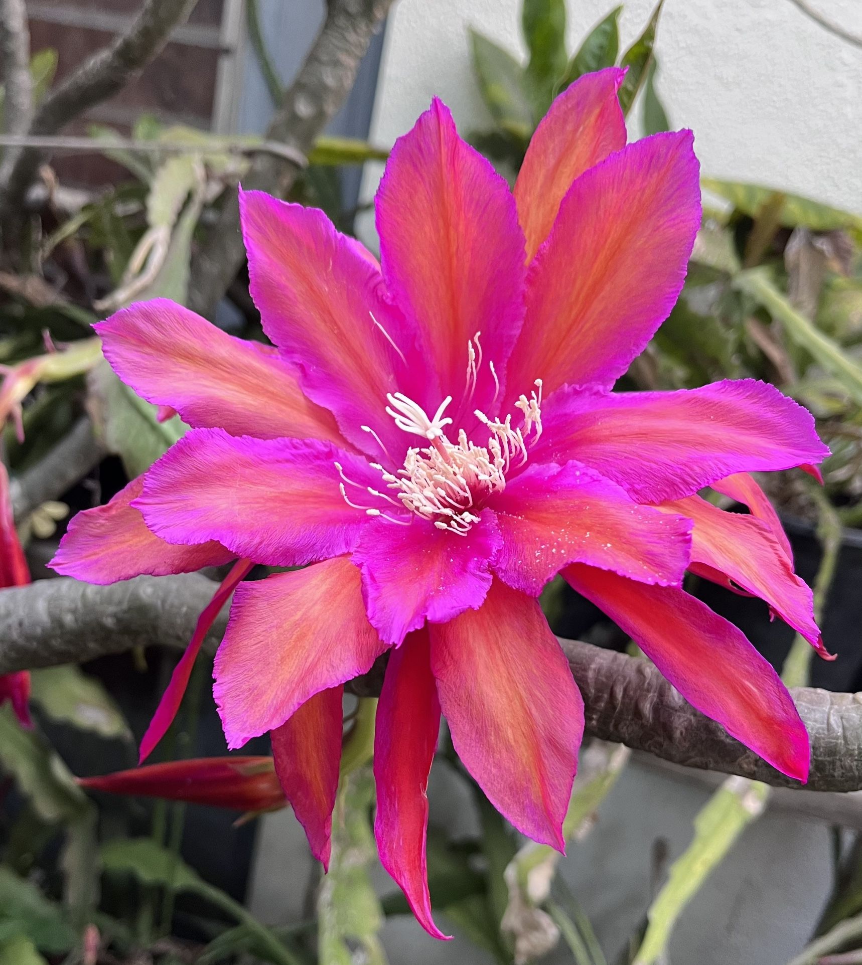 Impossible Dream Epiphyllum Plant Rooted Cutting Orchid Cactus Flash Sale