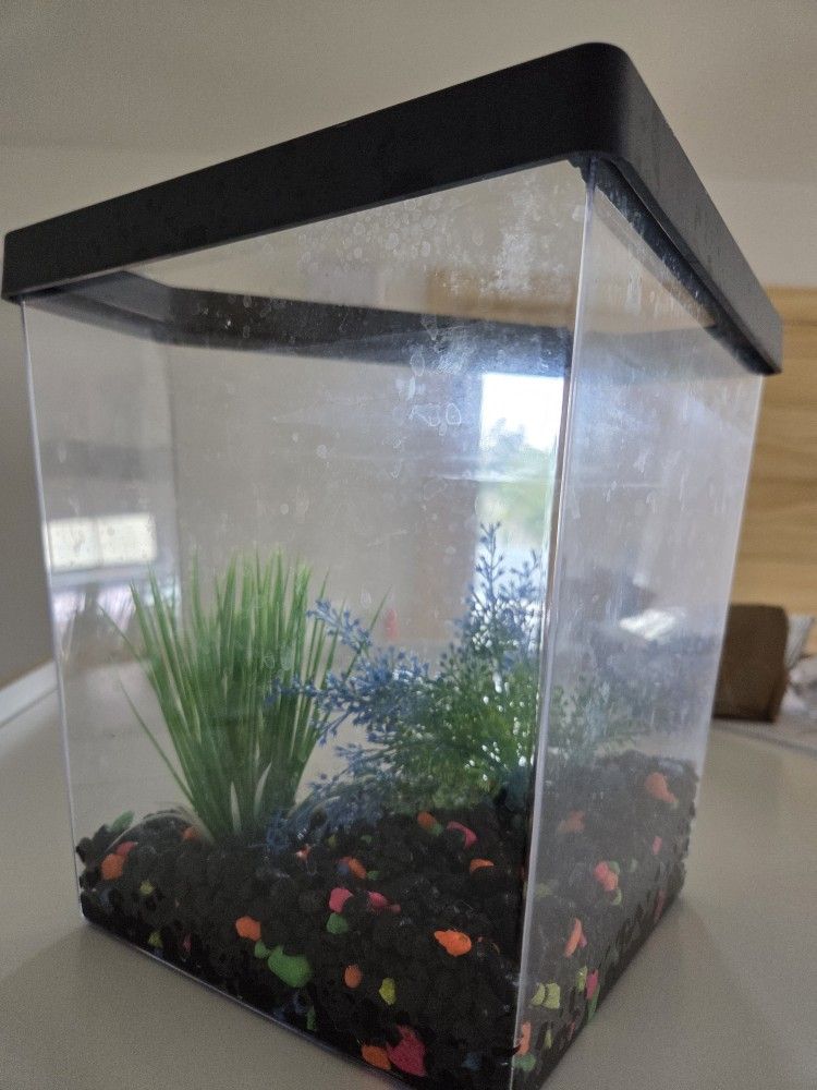 1 Gallon Fish Tank Everything Included
