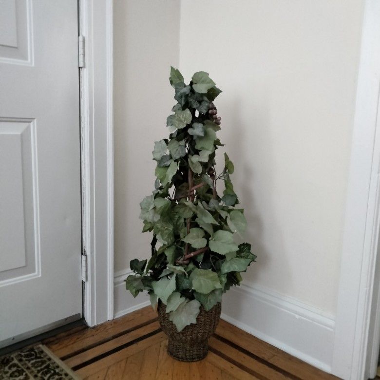 Topiary English Ivy