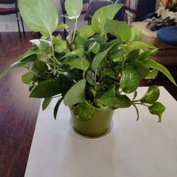 Planta Natural