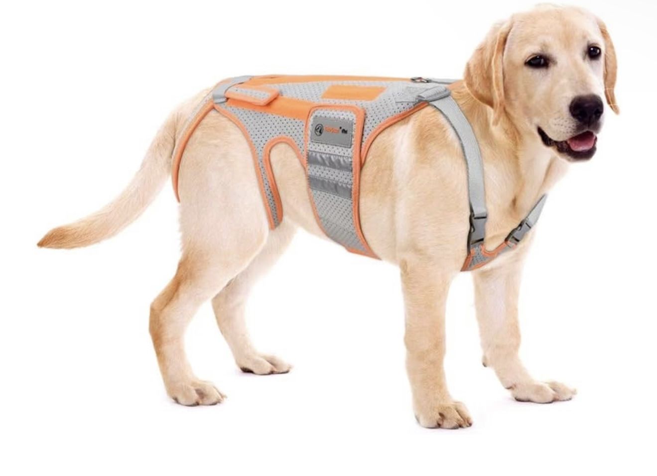Dog Brace