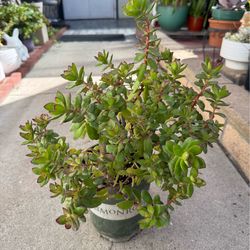 Healthy Moonstone succulent has thick rounded leaves with soft pink and pale green tones, grow in 6” pot.  Partial sunlight for beautiful color.