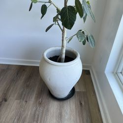 Ficus Audrey Tree And Ceramic Pot 