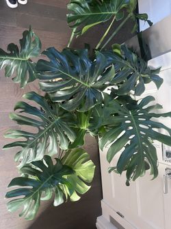 Monstera Deliciosa